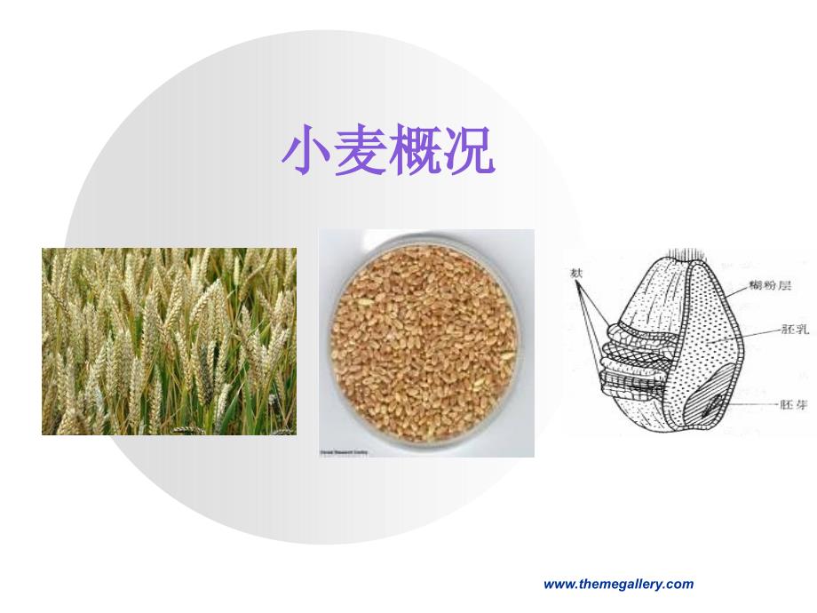 《小麦概况》ppt课件_第1页