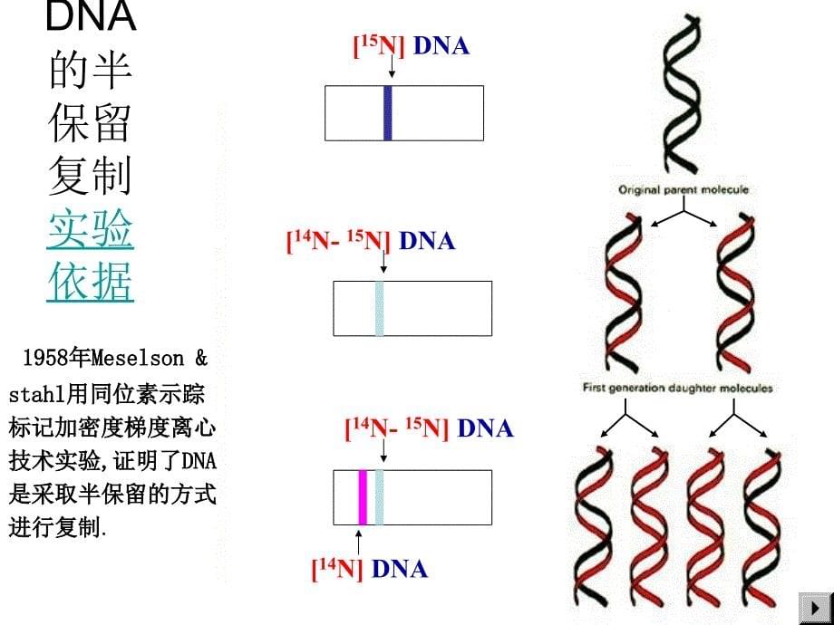 核酸的生物合成-2_第5页