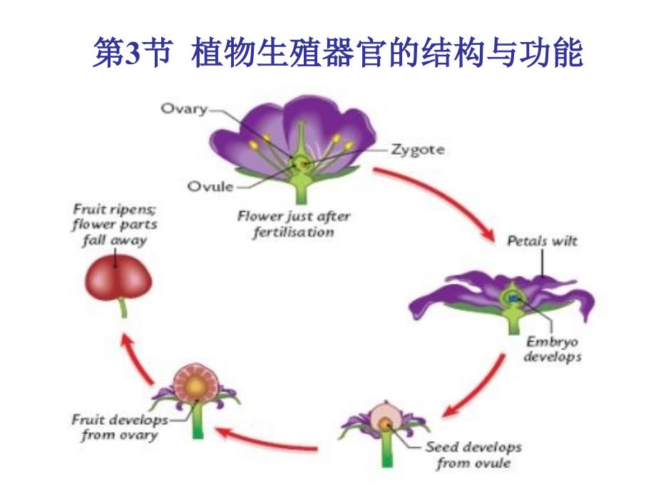 植物生殖器官的结构和功能高中生物竞赛_第1页