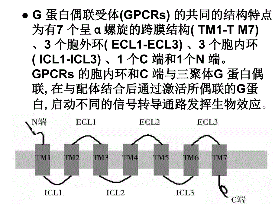 《g蛋白耦联受体》ppt课件_第3页