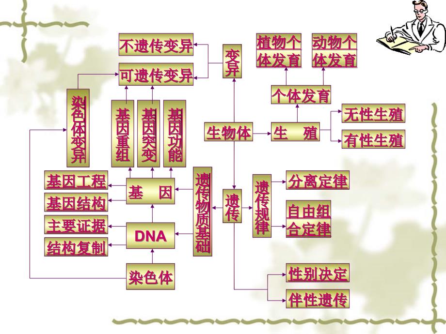 泰州实验中学生物二轮复习三生命的延续_第2页