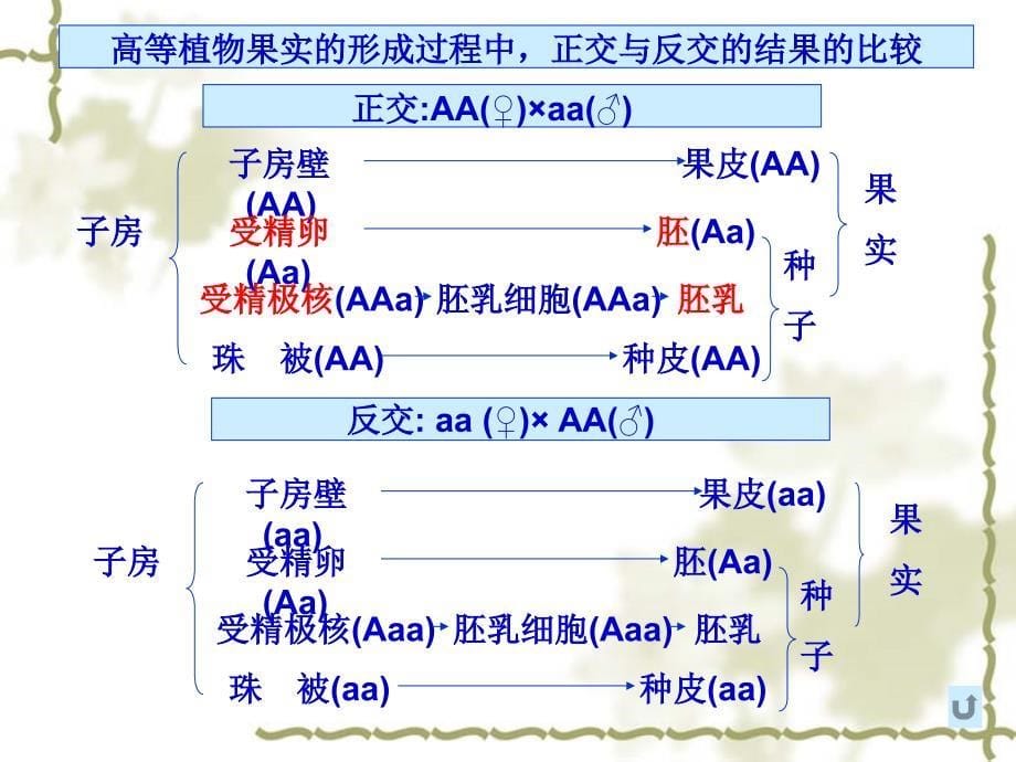 泰州实验中学生物二轮复习三生命的延续_第5页