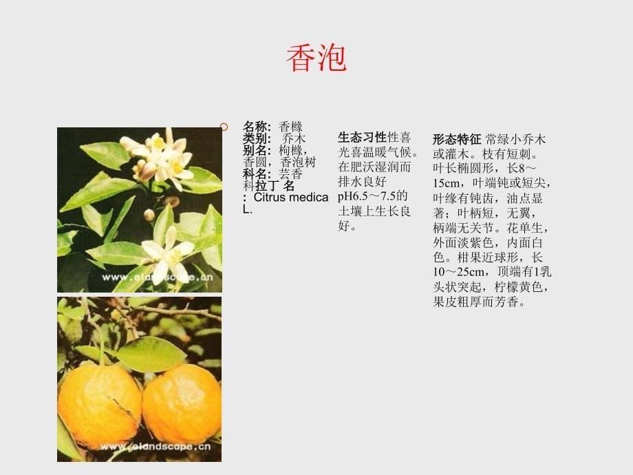 《常用园林植物》ppt课件-2_第5页