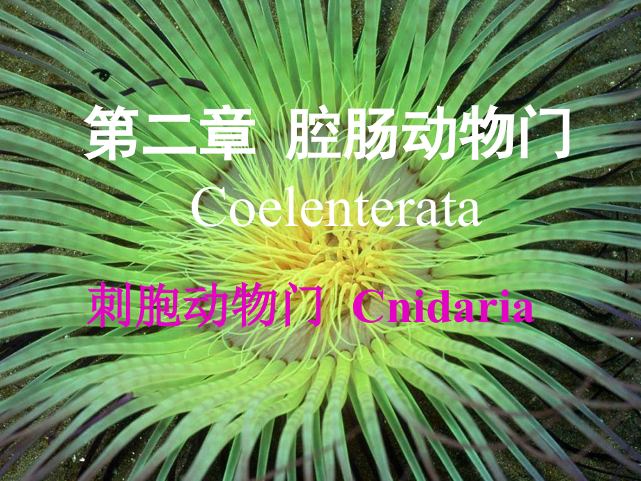 刺胞动物门cnidaria_第1页