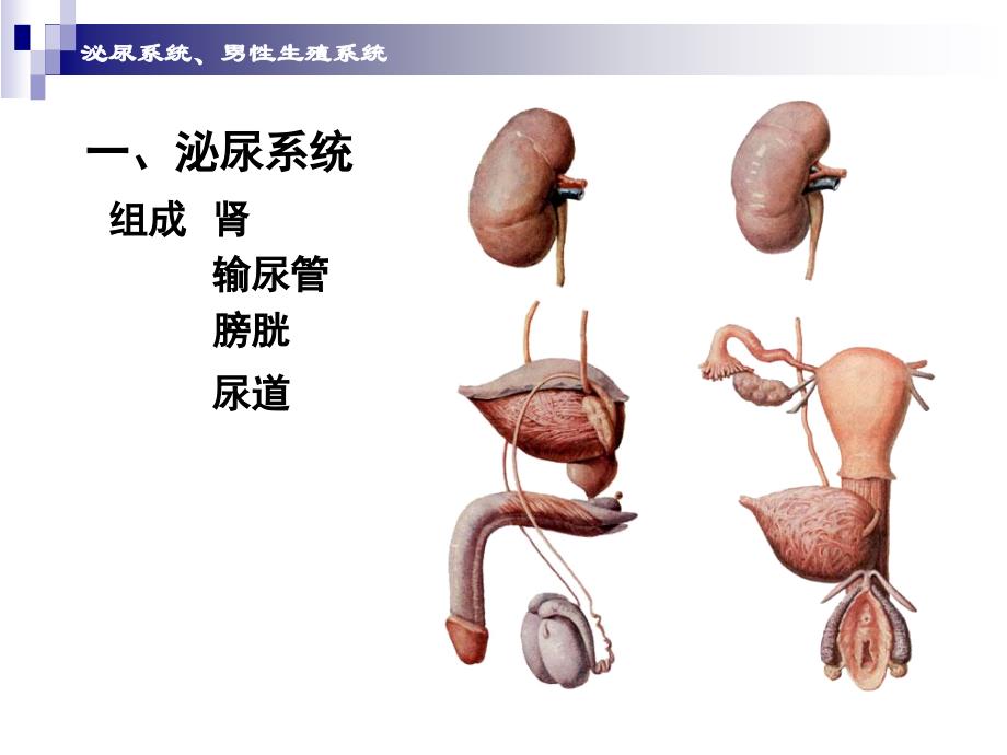 泌尿系统男性生殖医学_第2页