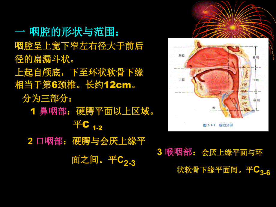 【6A文】咽喉气管食管解剖_第4页