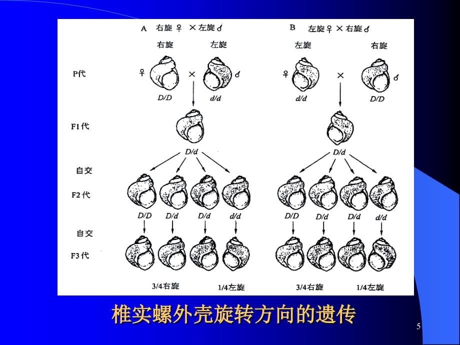 《非孟德尔遗传》ppt课件_第5页