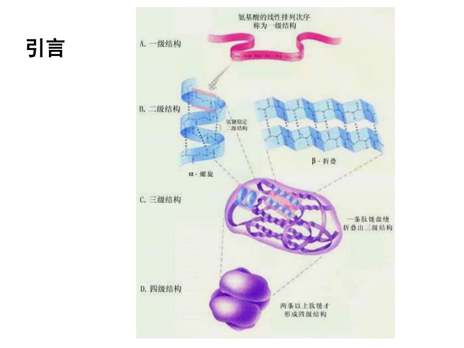 《蛋白结构数据库》ppt课件_第3页