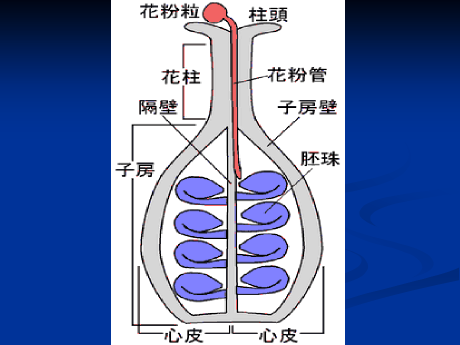 《植物胚胎培养》ppt课件_第4页