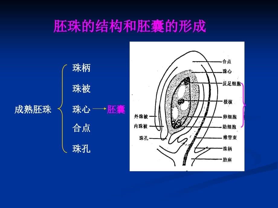 《植物胚胎培养》ppt课件_第5页