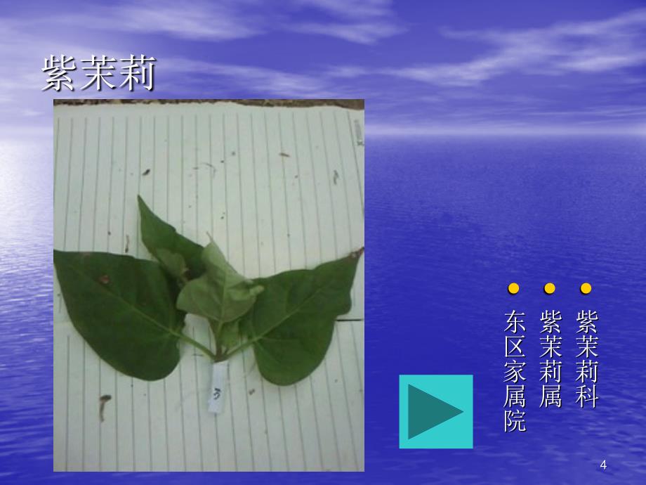 《植物识别》ppt课件_第4页