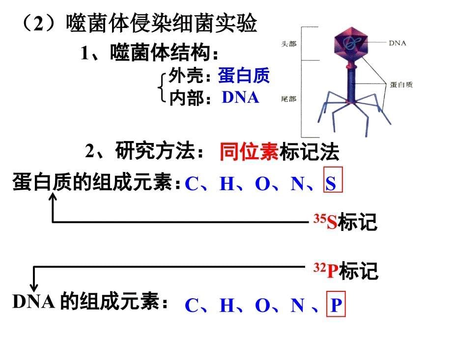 学业水平测试复习—第三章基因的本质_第5页