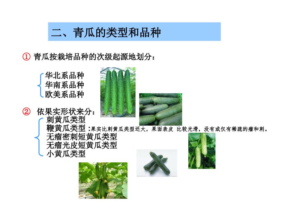 《青瓜的栽培技术》ppt课件_第4页