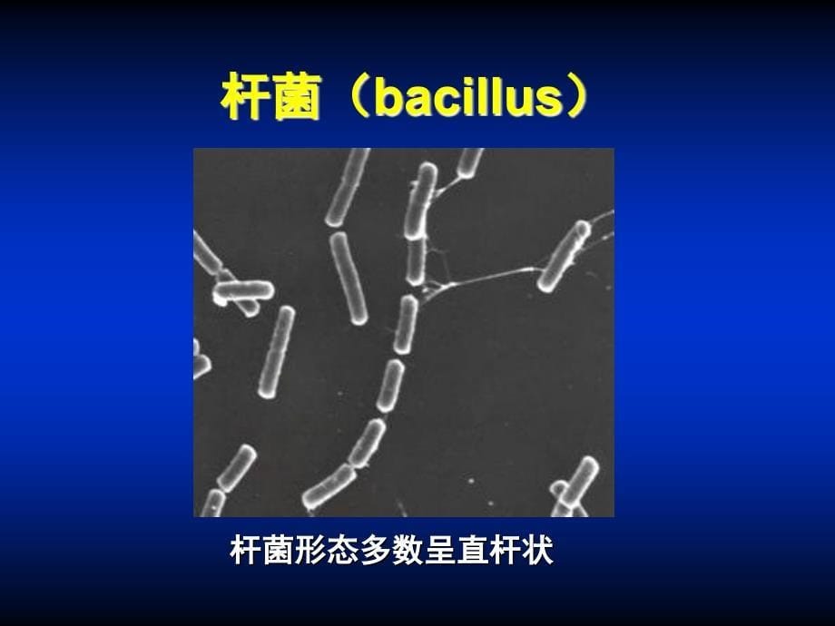 细菌的形态与结构-zdm_第5页