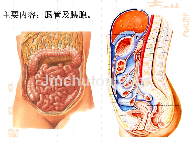 中下腹脏器解剖小课_第2页