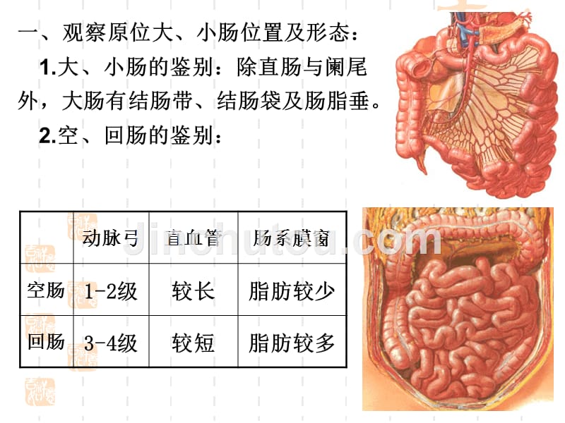 中下腹脏器解剖小课_第3页