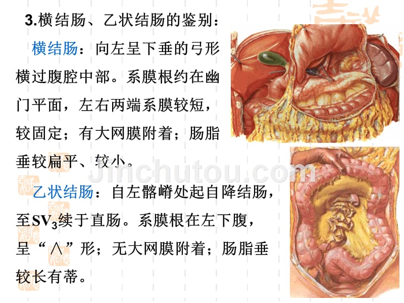 中下腹脏器解剖小课_第4页
