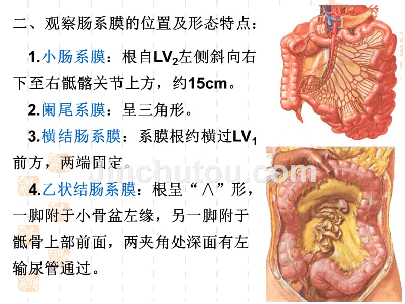 中下腹脏器解剖小课_第5页