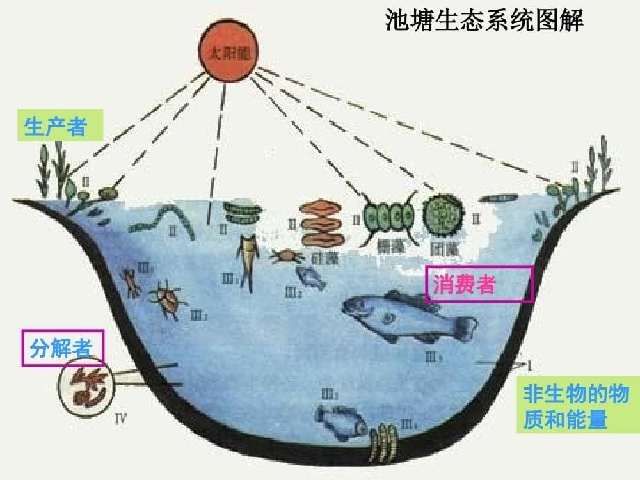 生态系统的结构-2_第5页