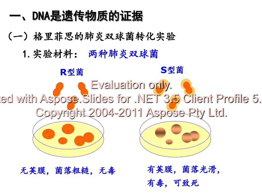 高中生物必修二第三章基因的本质_第2页