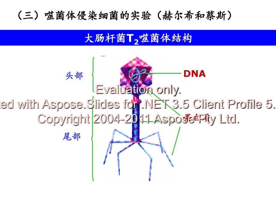 高中生物必修二第三章基因的本质_第5页