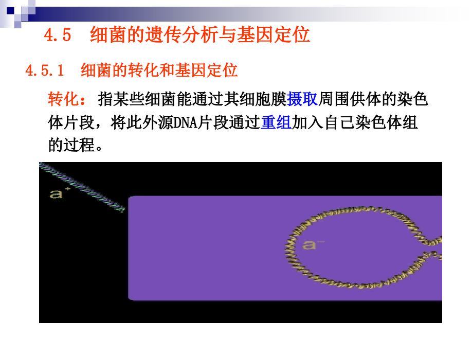 遗传的制作和基因定位_第1页