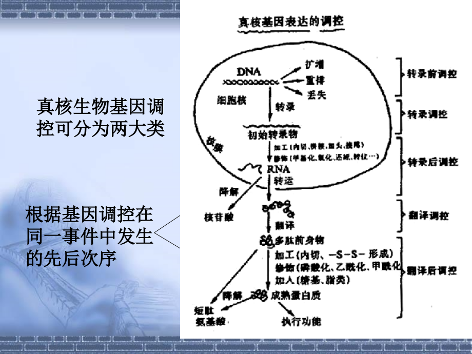 真核基因表达调控-2_第3页