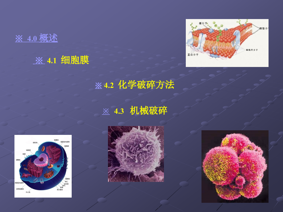 《细胞破碎》ppt课件_第2页