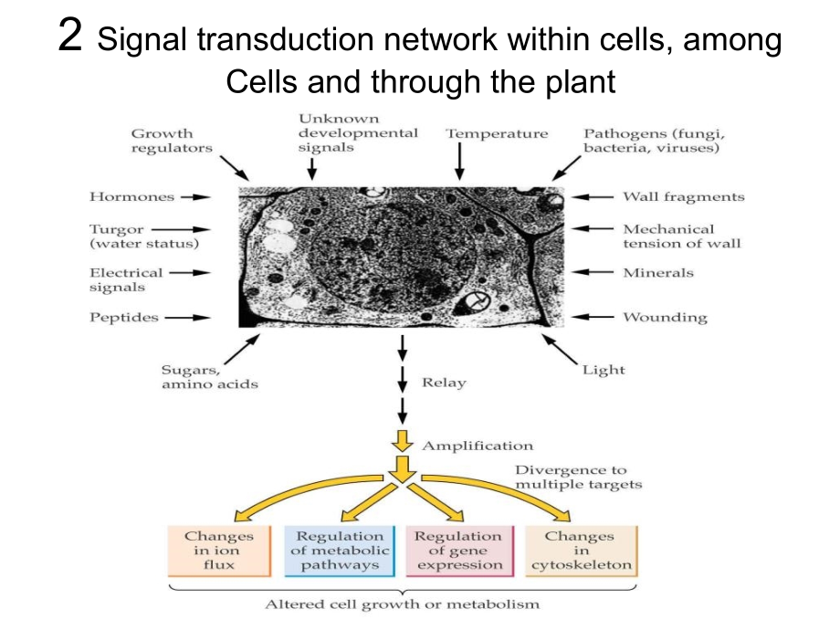 植物细胞的信号传导_第4页