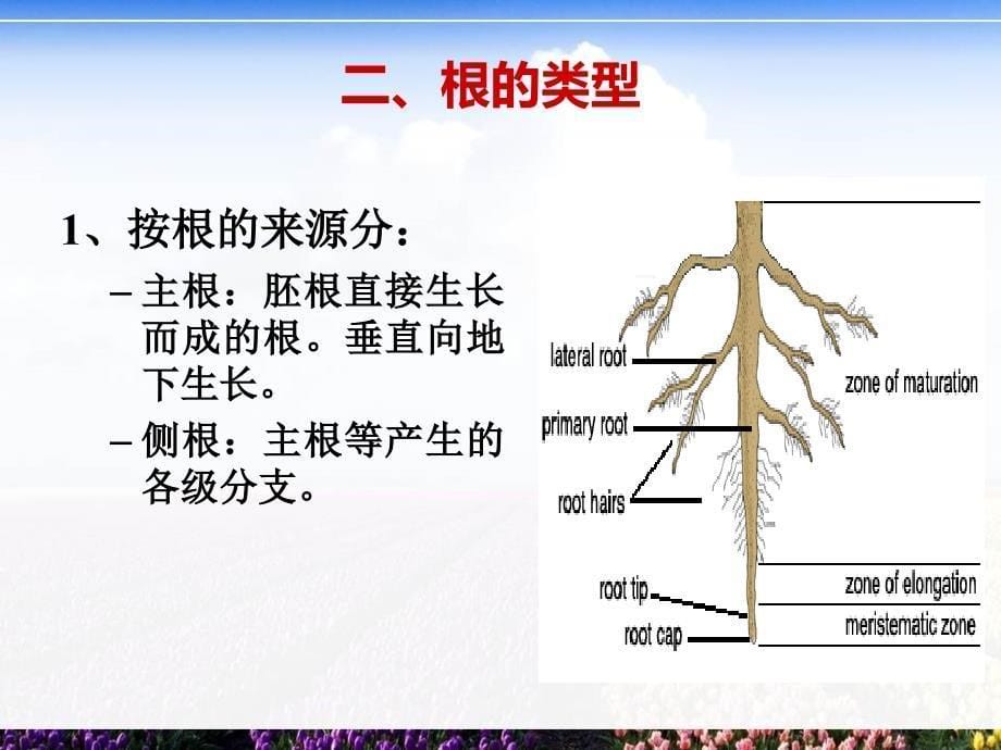 《根的形态与结构》ppt课件_第5页