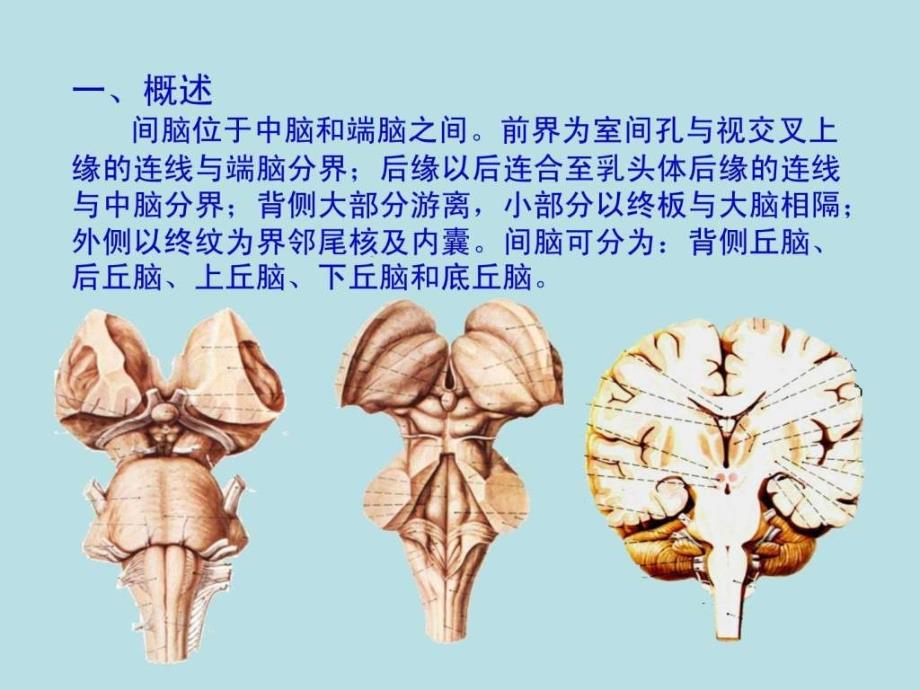 《间脑端脑》ppt课件_第3页