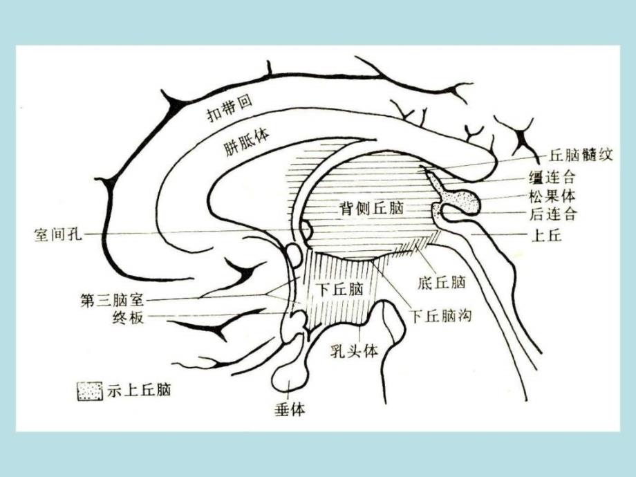 《间脑端脑》ppt课件_第4页