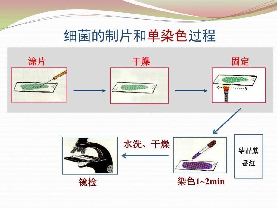 《细菌的制片与染色》ppt课件_第5页