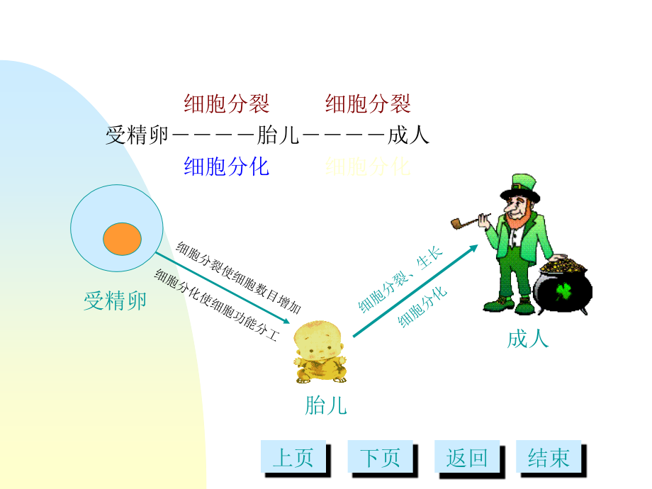 《细胞分化多媒体》ppt课件_第3页