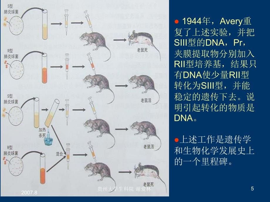 遗传物质及其存在形式_第5页