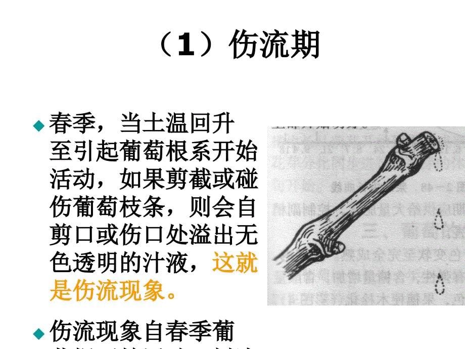 《葡萄合理施肥技术》ppt课件_第5页