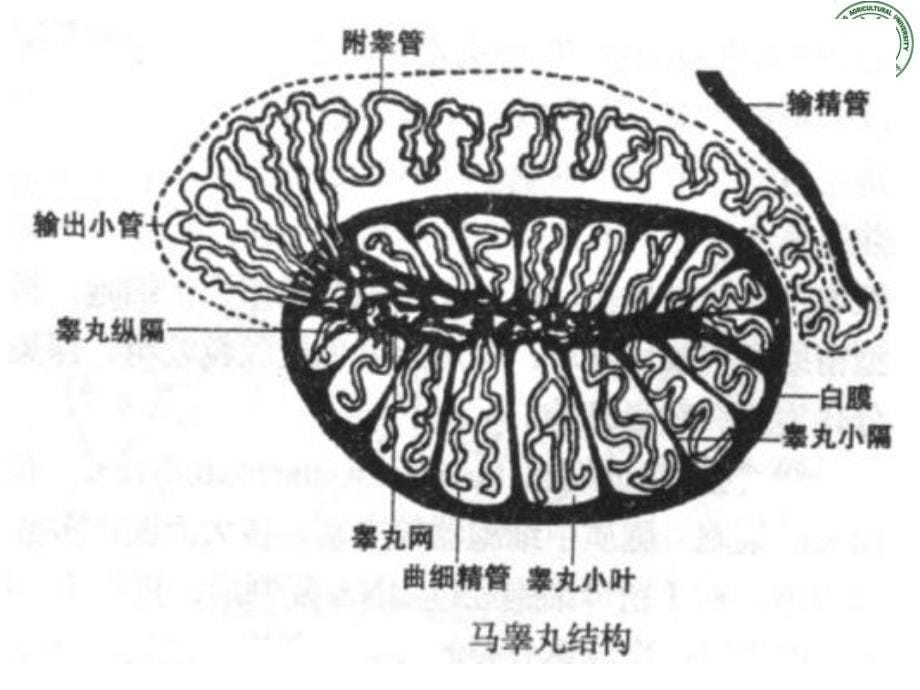 《生殖系统》ppt课件-2_第5页