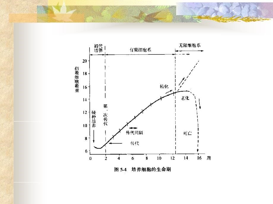 《细胞培养》ppt课件-2_第5页