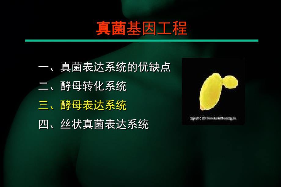 《酵母表达系统》ppt课件_第1页