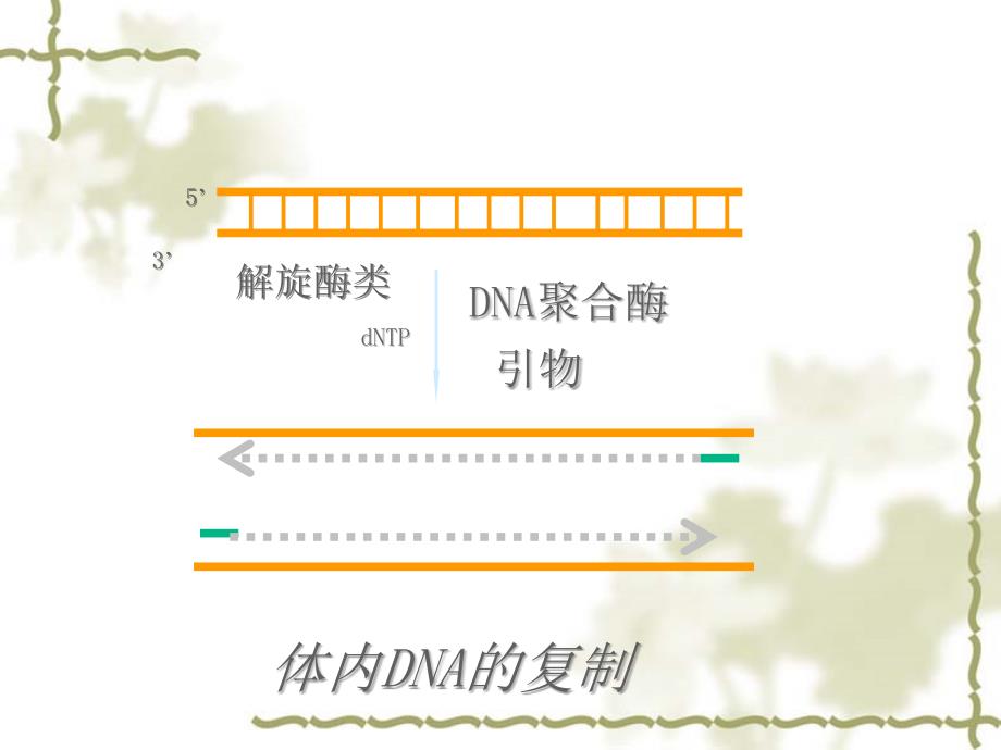 实验三基因的pcr扩增技术_第4页