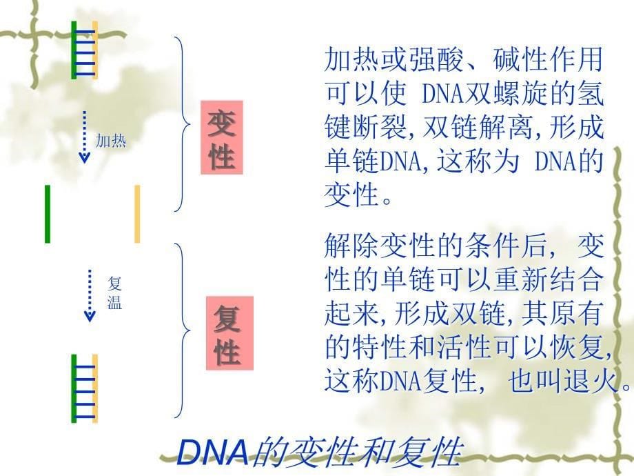 实验三基因的pcr扩增技术_第5页