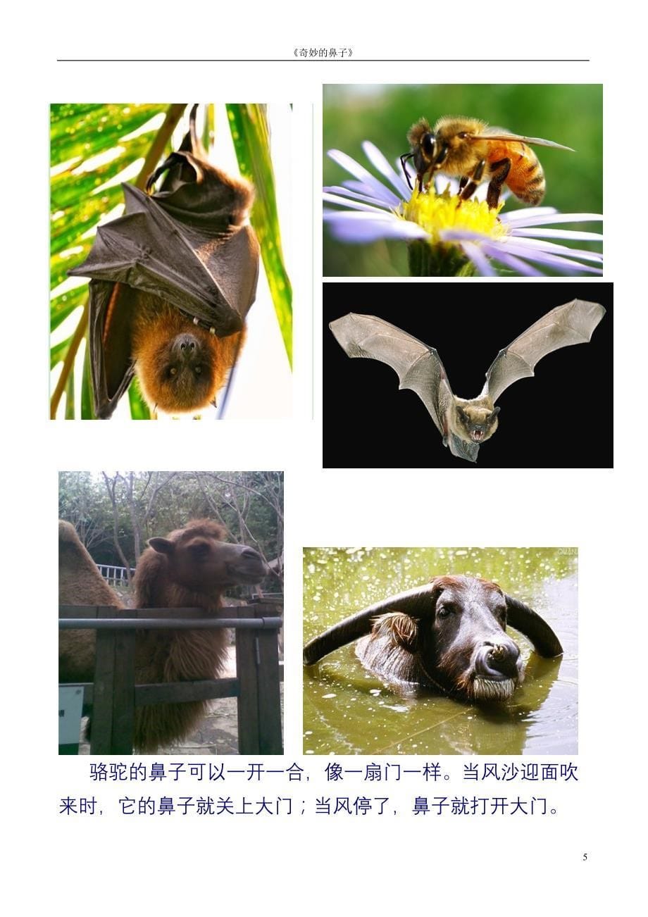 各种动物鼻子的不同功能含图_第5页