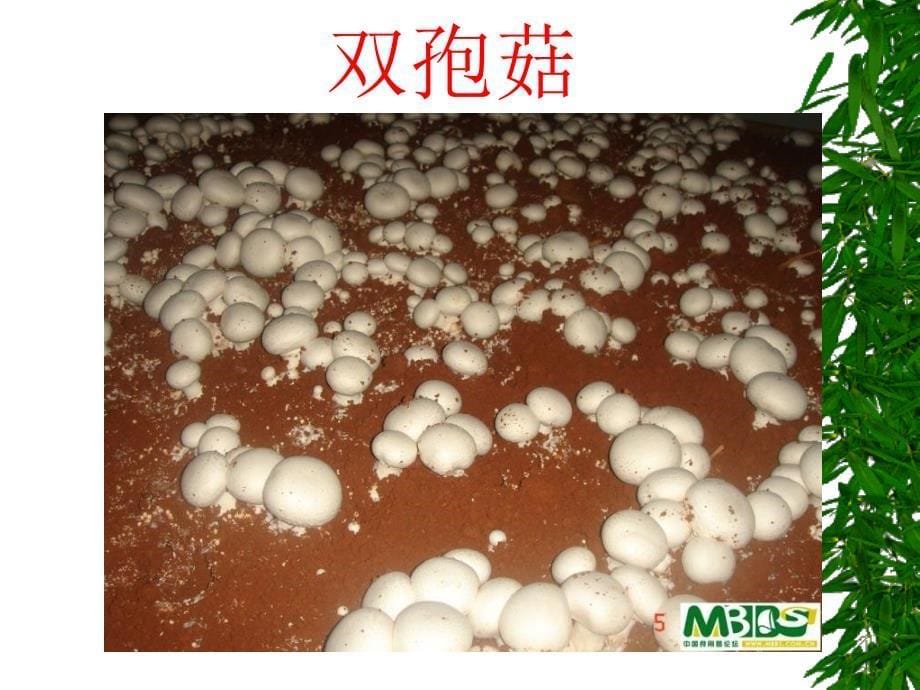 《食用菌的营养》ppt课件_第5页