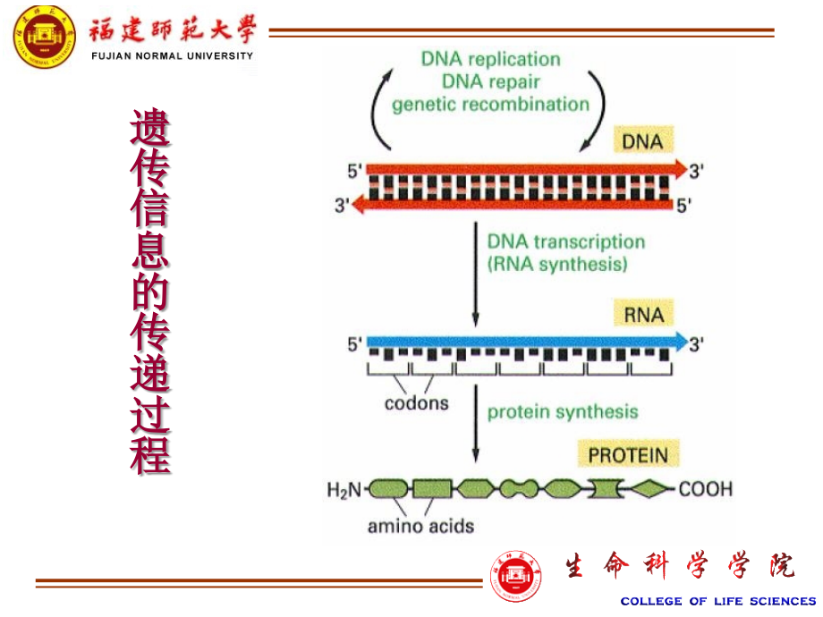 《蛋白质表达》ppt课件_第3页