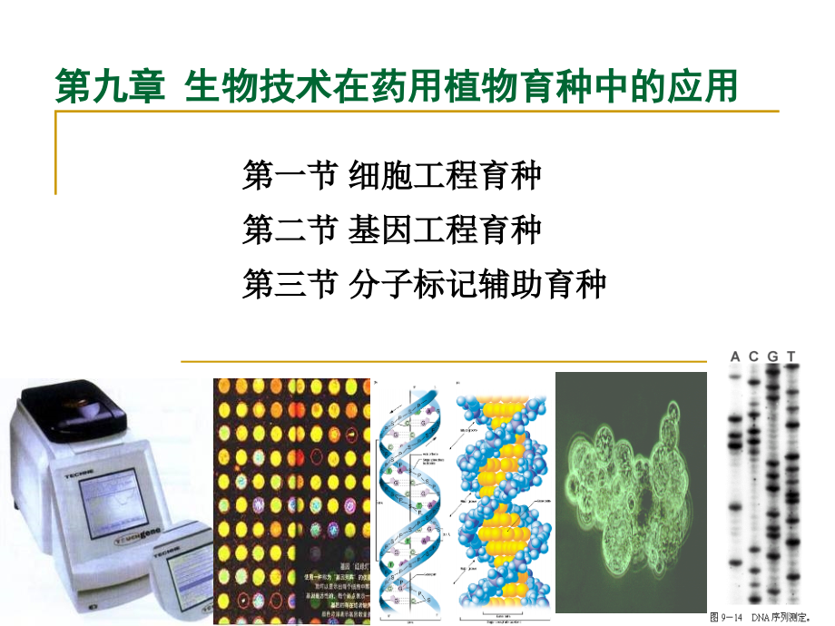 生物技术在药用植物育种上的应用_第1页