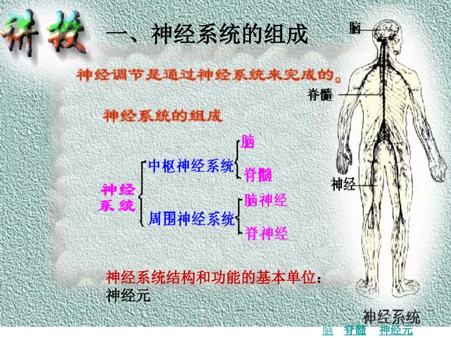 通过神经系统的调节》新授_第1页