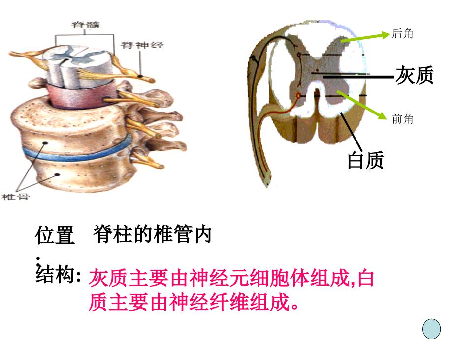 通过神经系统的调节》新授_第3页