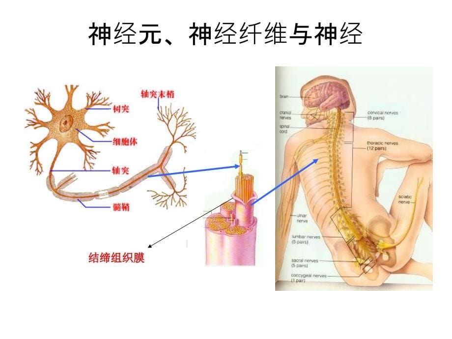 通过神经系统的调节》新授_第5页