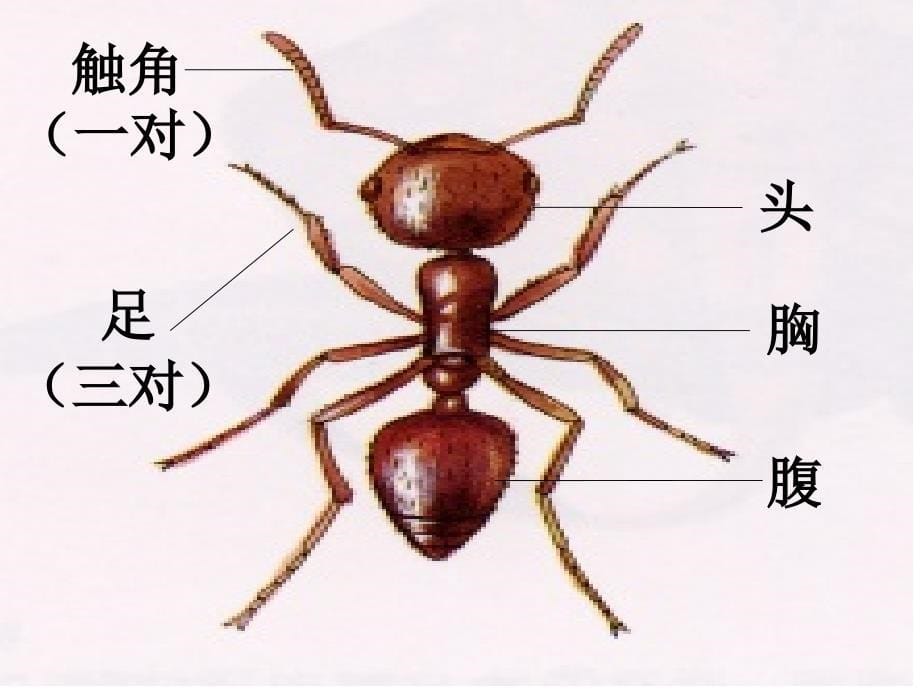 科学课-三年级上册-动物有哪些相同特点_第5页