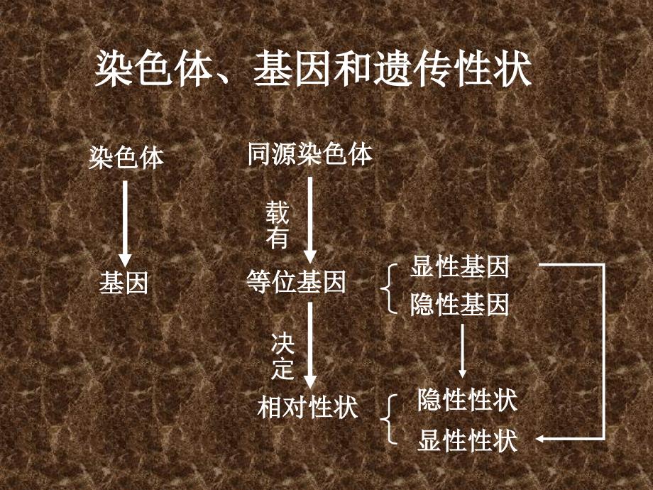 染色体、基因和遗传性状_第1页